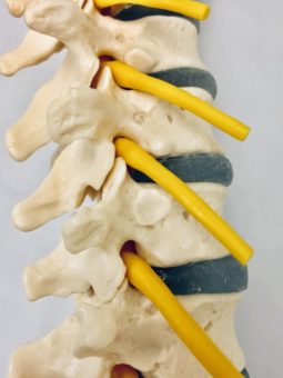 整体でメンテナンスできる腰椎ヘルニア（骨格模型）