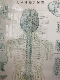 人体神経系統図