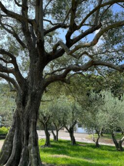 昭和天皇植樹オリーブの木